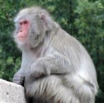 Macaca_fuscata.jpg