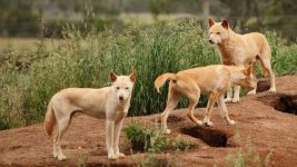 Three Dingos.jpg
