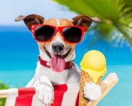 Cool Dog.jpg