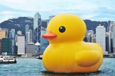 rubberduck.jpg