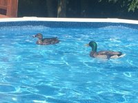 Ducks.jpg
