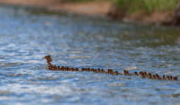 ducks.png
