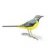 wagtail