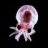 Baby Squid