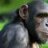 TheChimp