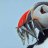 Puffin