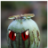 Poppy