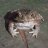 Venomoose