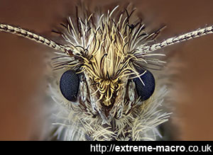 macro-gallery-moth.jpg