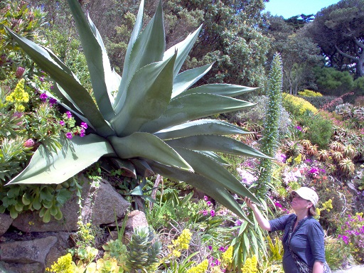 866539d1596887862-world-tresco-abbey-gardens-jpg