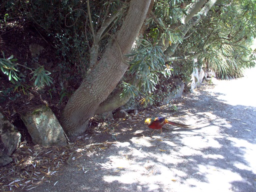 866540d1596887862-world-scilly-isles-bird-jpg