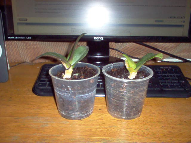 990830d1634428619-universe-expanding-orchids-assembled-jpg