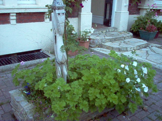 991997d1634840666-lighten-mood-effect-gamma-rays-scented-geraniums-jpg